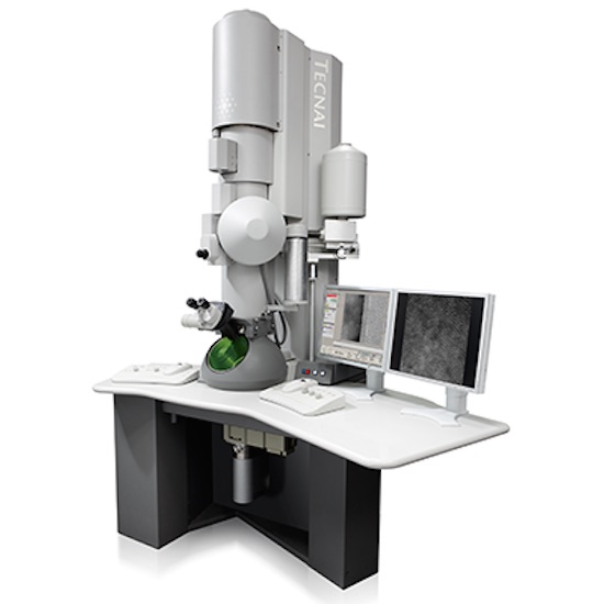 Oso polar tirar a la basura el estudio equipo-met - Unidad de Microscopía Avanzada UC
